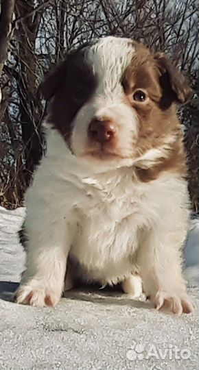 Бордер колли мальчик