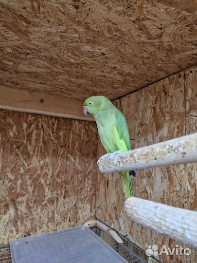 Ожереловый попугай