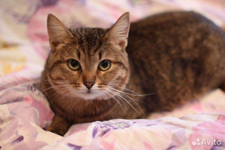 Кот бесплатно кастрирован, иначе улица