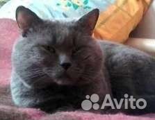 Вязка с британским котом