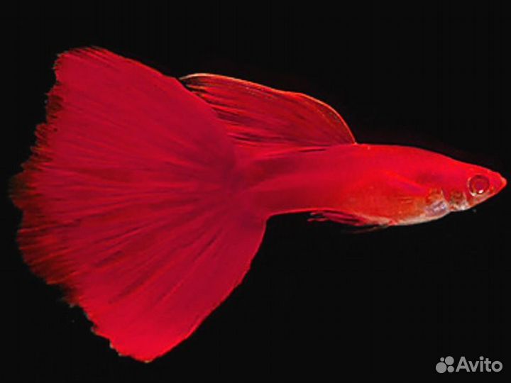 Гуппи Чистые линии