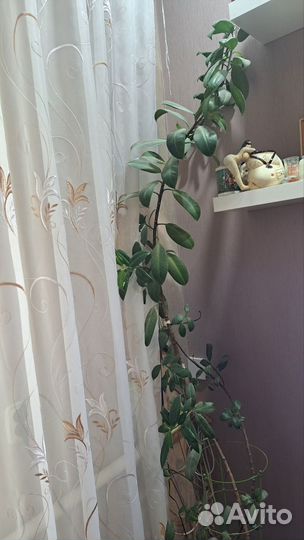 Домашние растения