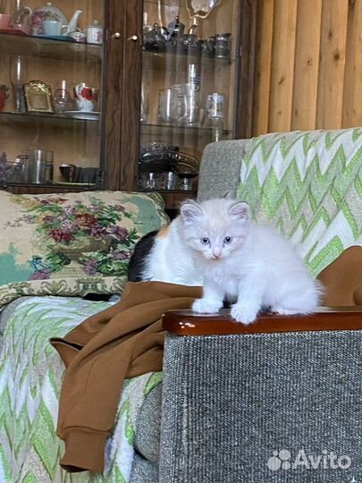 Котята 1,5 месяца