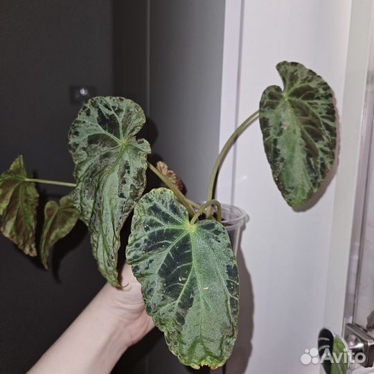 Бегония Burkilli \ Буркили