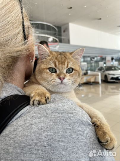 Британский кот для вязки