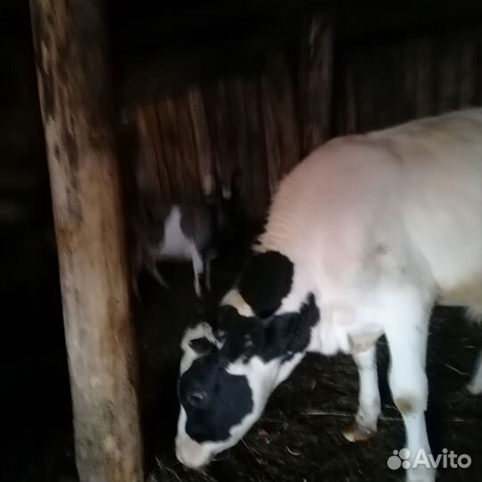 Продам бычков