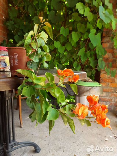 Гибискус китайский, бугенвилия, комнатные цветы