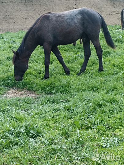 Лошадь жеребец