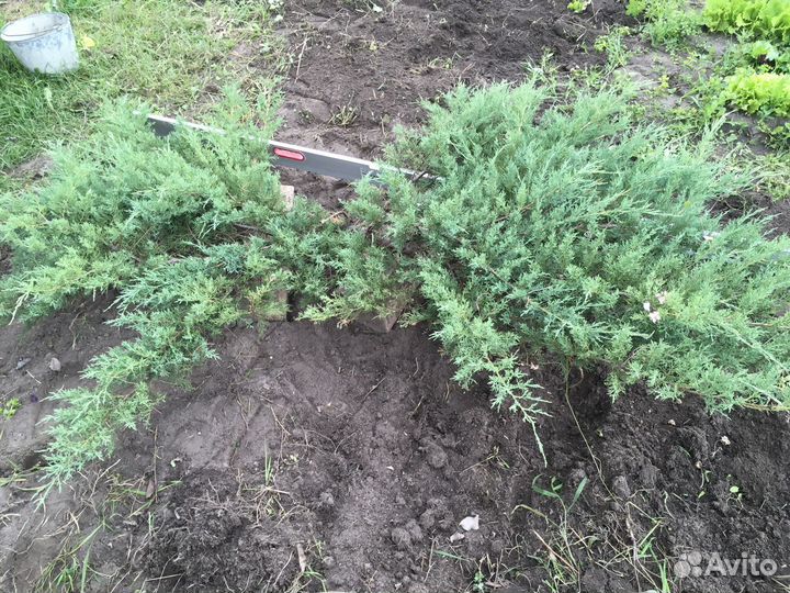 Можжевельник