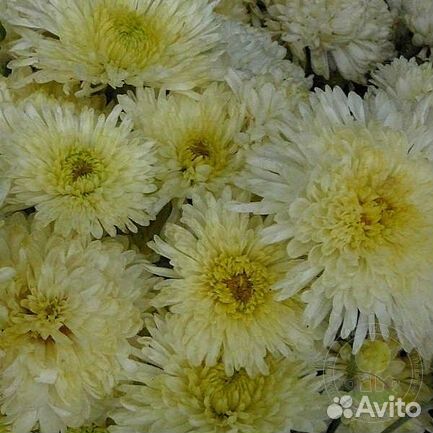 Хризантема корейская