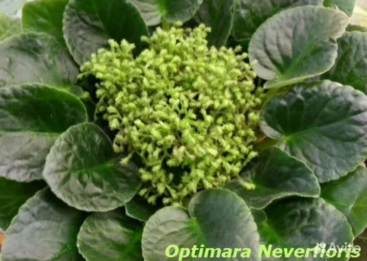 Листочки фиалки