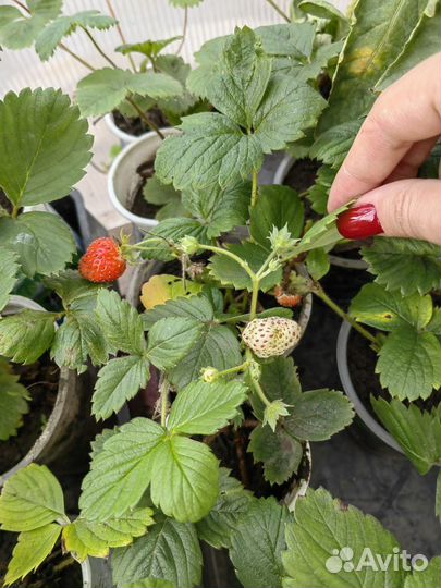 Саженцы ремонтантной клубники