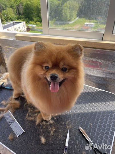 Стрижка собак и кошек (груминг)