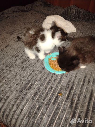 В добрые руки