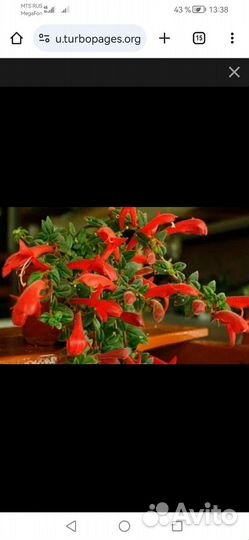 Петуния Тайдал Вейв Черри, Колумнея