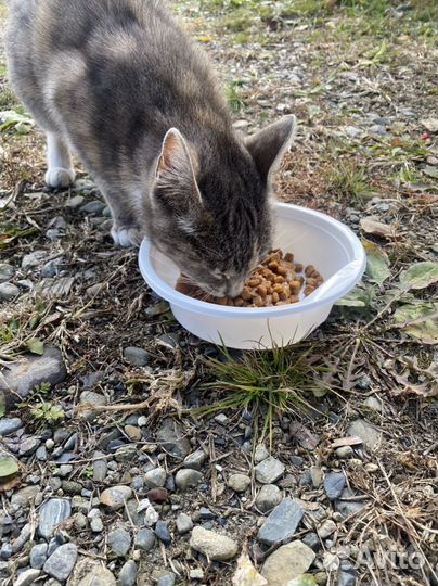 Кошки бесплатно