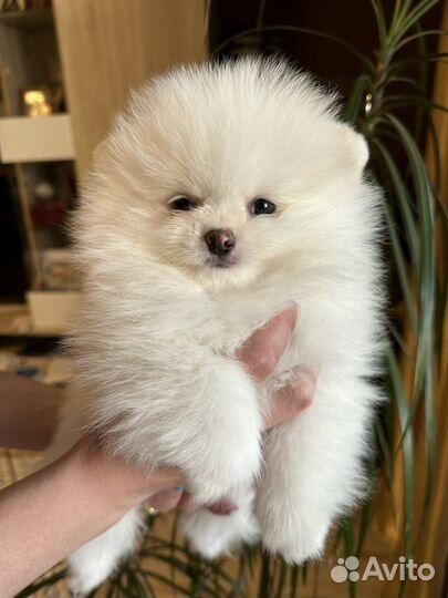 Померанский шпиц медвежьего типа