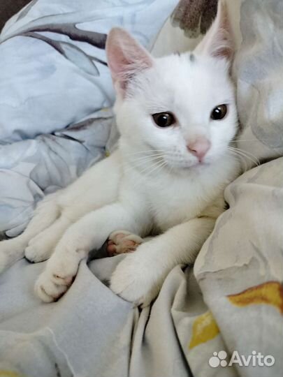 Белые котята