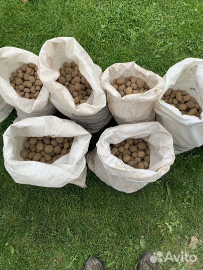 Продам мелкий картофель