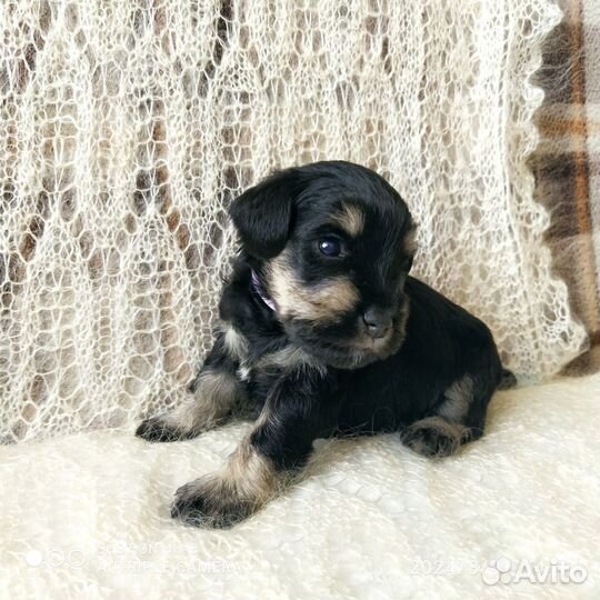 Цвергшнауцер