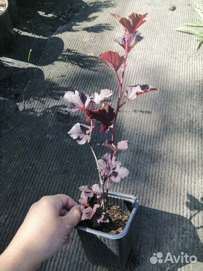 Пузыреплодник Дьяболо