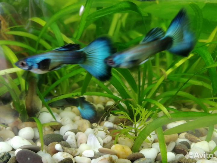 Гуппи малахит чистая линия-пара