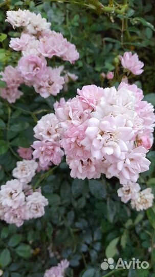 Кустовая роза мелкоцветная