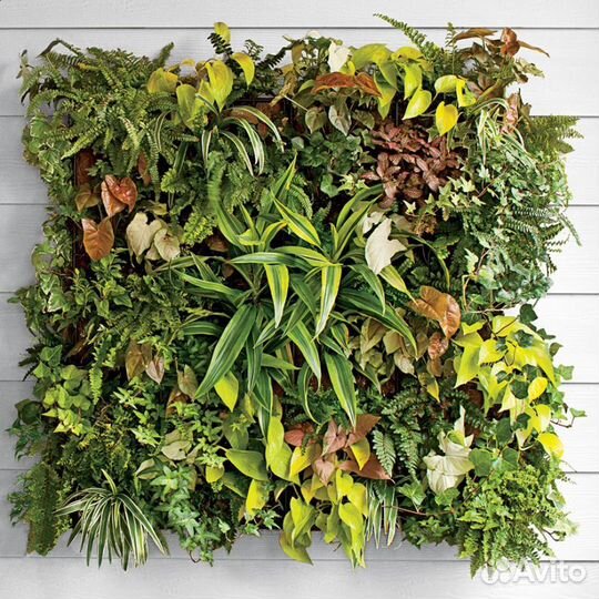 Фитокартина из живых комнатных растений