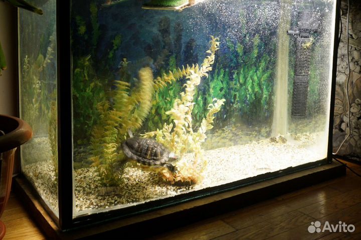 Аквариум