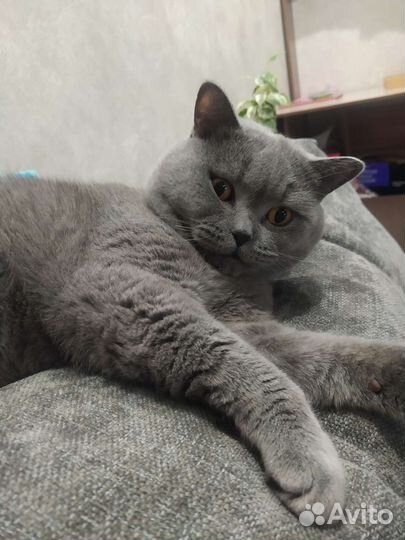 Британский кот вязка