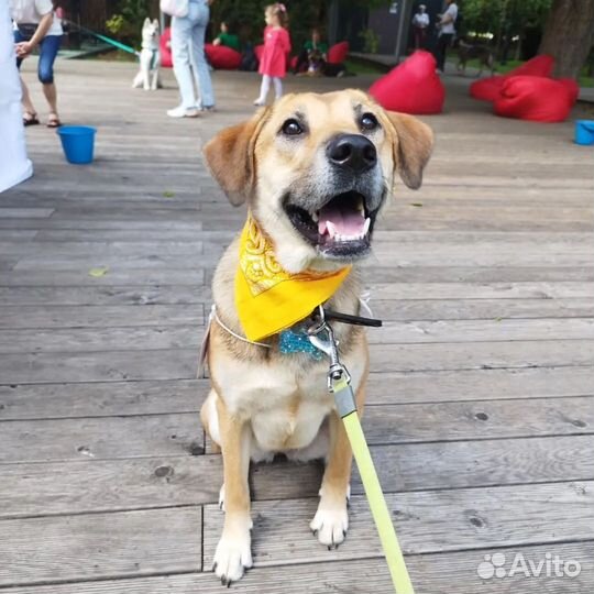 Собака из приюта в добрые руки