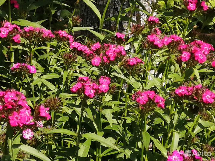 Турецкая гвоздика 4 корня, семена