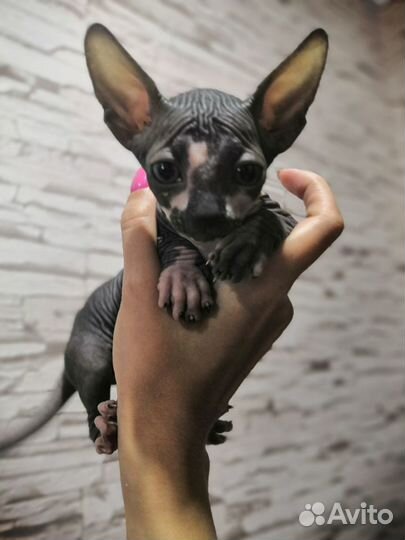 Канадский сфинкс вязка