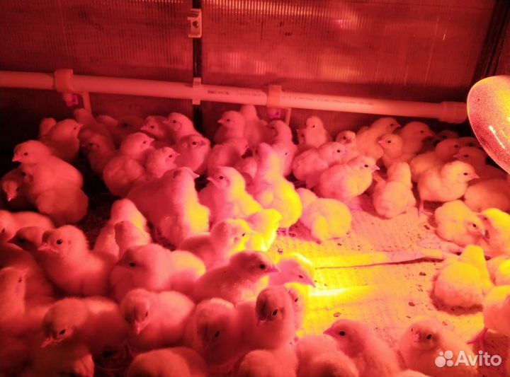 Цыплята бройлера