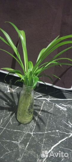 Хлорофитум