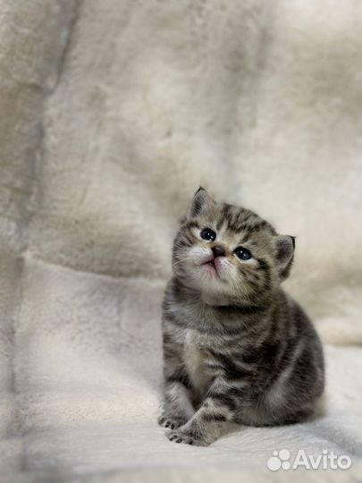 Шотландская