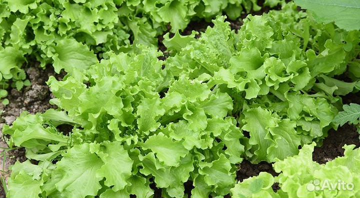 Семена овощей и зелени (на июль и не только)