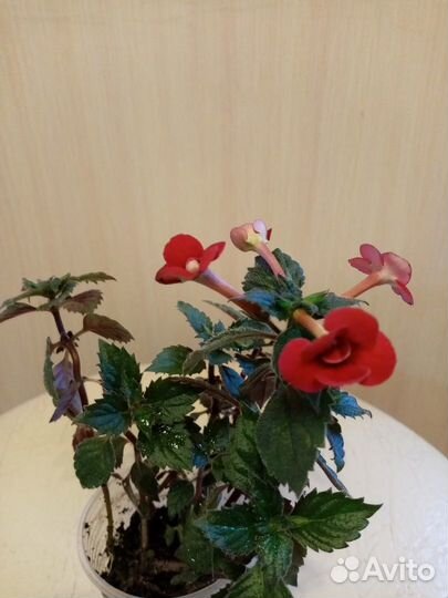 Ахименес, пеларгония, кроссандра, уайтфельдия