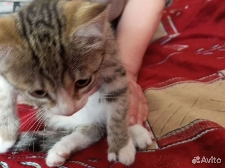 Отдам котёнка