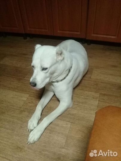 Алабай в добрые руки