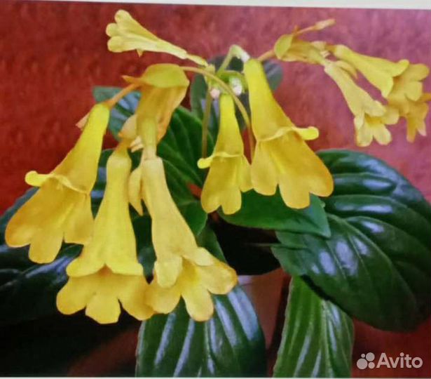 Хирита и фиалки