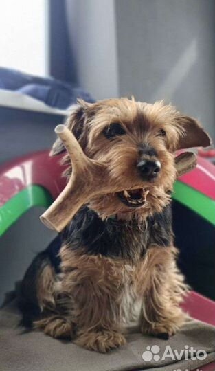 Лакомство для собак (рога оленя, рога лося)