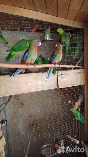 Пинантовая красная розелла и другие