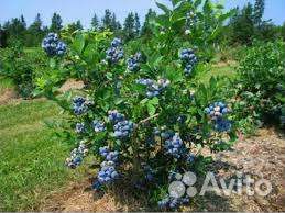 Голубика саженцы