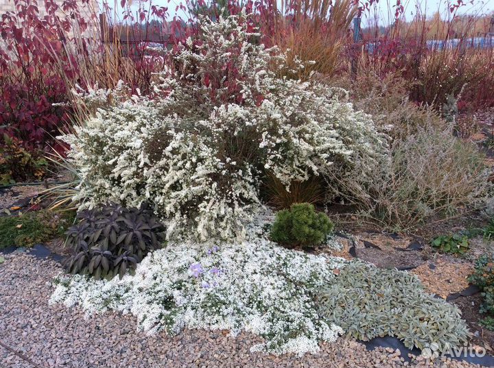 Вересковая астра белая кустовая