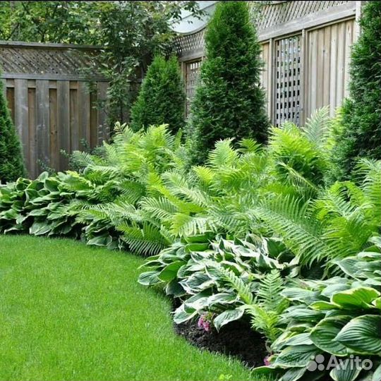 Растения для сада дачи