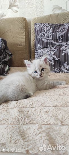 Невские маскарадные котята