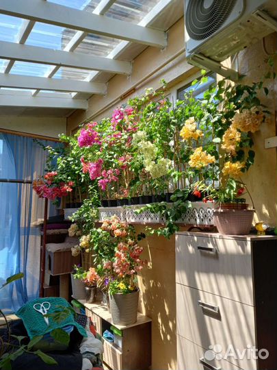 Бугенвиллия