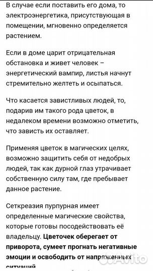 Сеткреазия пурпурная