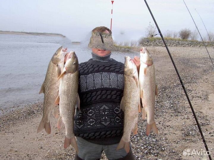 Живая рыба усач